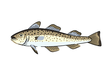 Cod fish, commercial seafood fish. Isolated design element. Vector illustrationのイラスト素材