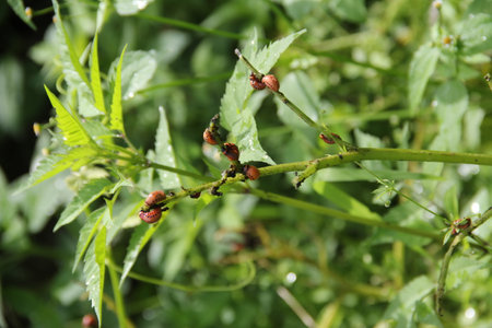 Colorado potato beetle larvae on hard damaged potato leaves and stems. Agriculture pests eat potato plants.の写真素材