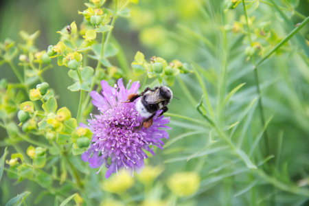 Big black bumblebee on purple flower. Close-up photo.
