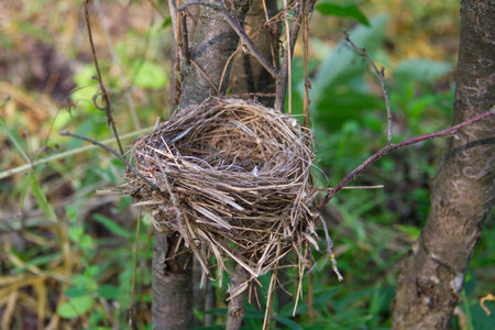 Small empty nest on garden tree branches. Close-up photo.の写真素材