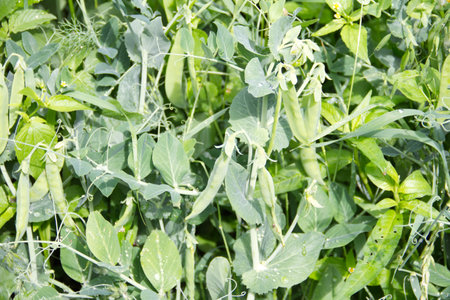 Green peas in the garden. Close up of pea pods on plants. Vegetables for gardening
