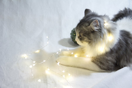 Cute gray fluffy cat plays with Christmas decorations and light shiny garland.Adorable kitten lying on white background.の写真素材