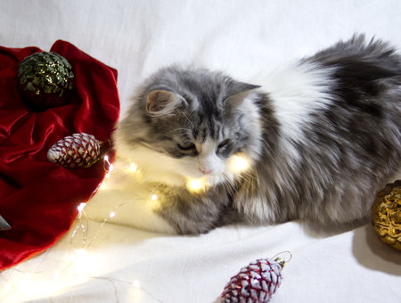 Cute gray fluffy cat plays with Christmas decorations and light shiny garland.Adorable kitten lying on white background.の写真素材