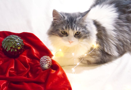 Cute gray fluffy cat plays with Christmas decorations and light shiny garland.の写真素材