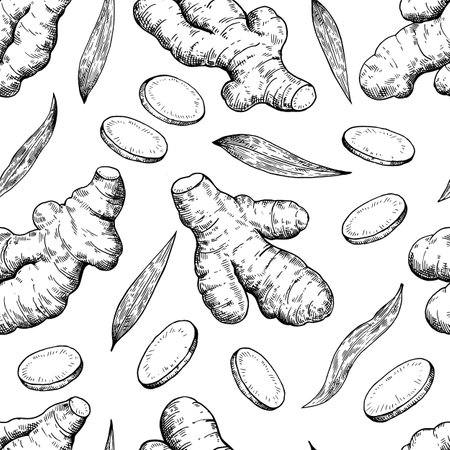 Set of ginger roots in engraving style. Black and white ink illustration. Vector printのイラスト素材