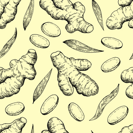 Set of ginger roots in engraving style. Black and white ink illustration. Vector printのイラスト素材