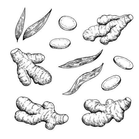 Set of ginger roots in engraving style. Black and white ink illustration.のイラスト素材