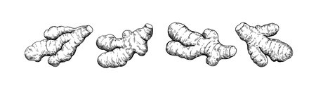 Set of ginger roots in engraving style. Black and white ink illustration.のイラスト素材