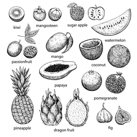 Big set of tropical and exotic fruits. Hand-drawn ink illustration in retro engraving style. Detailed vector drawing.のイラスト素材