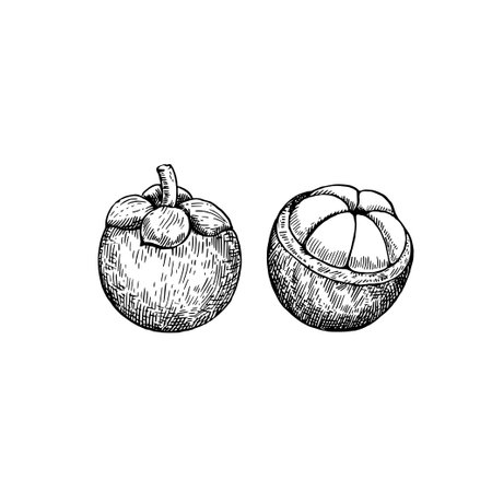 Mangosteen isolated on white background. Hand-drawn ink illustration in retro engraving style. Detailed vector drawing.のイラスト素材