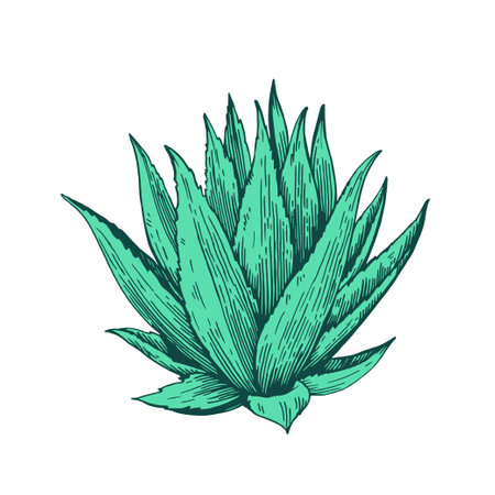 Hand drawn illustration in engraving style. Agave plant isolated on white background. Vector element for design.のイラスト素材