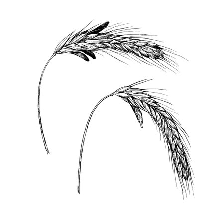 Vector illustration of rye ears with Ergot, Claviceps pupurea. Ink drawing of fungal plant diseaseのイラスト素材