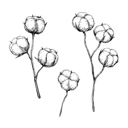 Cotton branches. Hand-drawn ink illustration. Set of vector elements isolated on white background.のイラスト素材