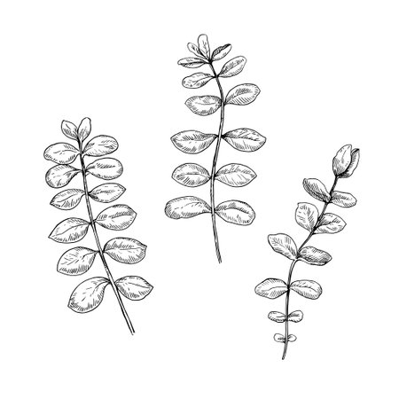 Eucalyptus branches. Isolated black and white design elements. Vector illustration.のイラスト素材