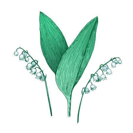 Lilly of the valley illustration in retro etching style isolated on white background. Vector illustration.のイラスト素材