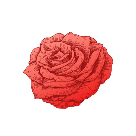 Red rose hand-drawn illustration in retro style isolated on white background. Vector illustration.のイラスト素材
