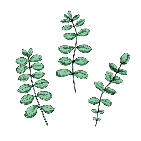 Eucalyptus branches. Isolated design elements in engraving style. Vector illustration.のイラスト素材