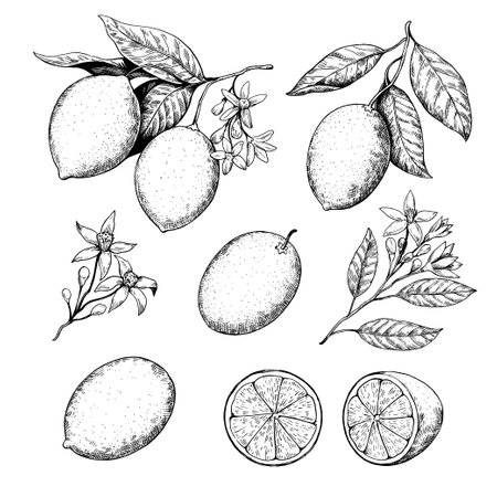 Lemon branches with fruits and flowers drawing in retro engraving style. Black and white vector illustration.のイラスト素材