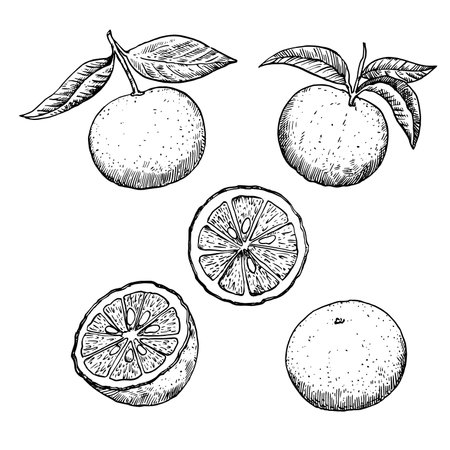Yuzu fruits in engraving style. Set of black and white design elements, vector illustration.のイラスト素材