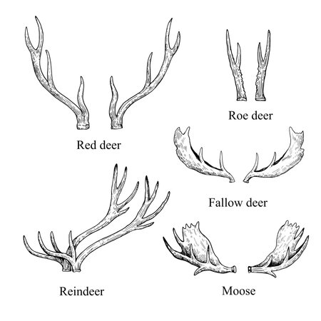 Set of antlers of various types of animals, deers and elk. Vector black and white ink illustration.のイラスト素材