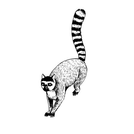 Detailed realistic hand-drawn illustration of cute lemur in retro engraving style.のイラスト素材