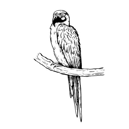 Detailed realistic hand-drawn illustration of macaw parrot in retro engraving style.のイラスト素材