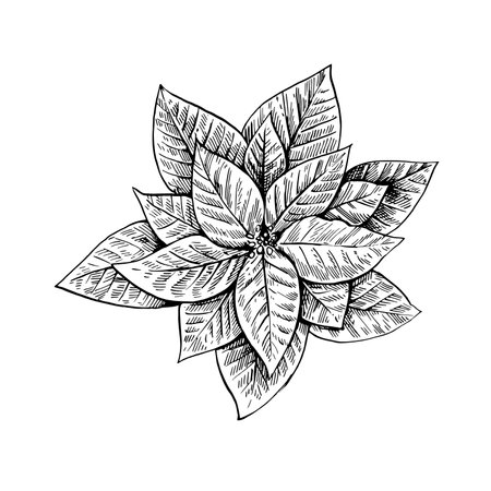 Poinsettia plant isolated on white background. Ink illustration in retro engraving style.のイラスト素材