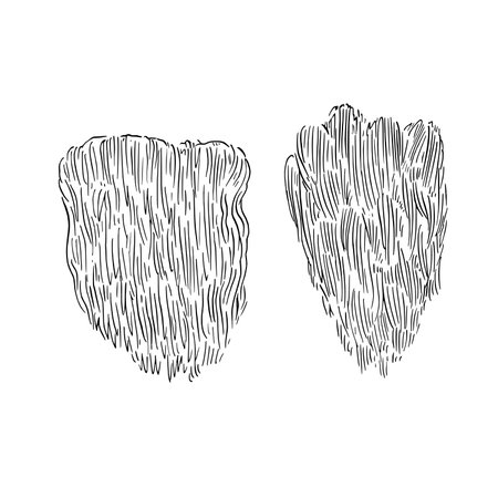 Lions mane mushroom, Hericium erinaceus. Vector hand-drawn illustration in sketchy ink styleのイラスト素材