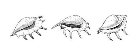 Lambis sea shells. Beautiful tropical conches isolated on white background. Vector illustrationのイラスト素材