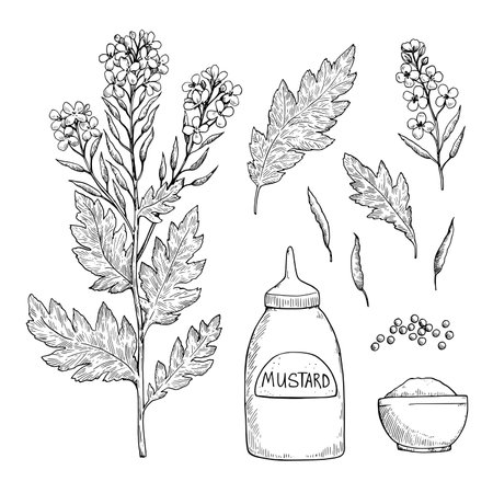Set of mustard plant with flowers, leaves, seeds and powder. Black and white ink drawing. Vector illustration.のイラスト素材