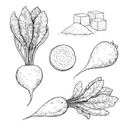 Sugar beet root, plant and slice in engraving style. Black and white vector illustration.のイラスト素材