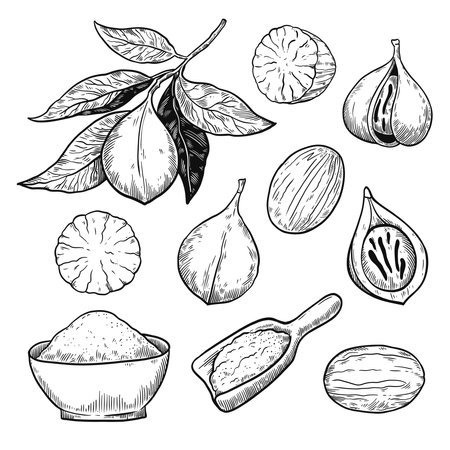 Set of nutmeg plants and nuts. Black and white hand-drawn illustration. Collection of vector design elements.のイラスト素材