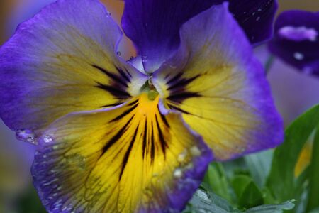 Purple pansyの写真素材