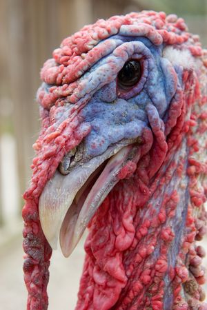 Close up of a Red and Blue Turkey Headの写真素材