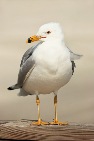 Seagull on Wooden Pier at Beachの写真素材