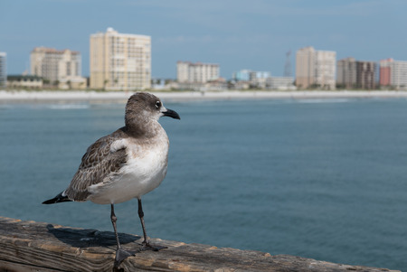 JACKSONVILLE BEACH, FL-AUGUST 27, 2015: A seagull looks over Jacksonville Beach from the pier. The...