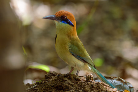 Russet-crowned Motmot, Momotus mexicanus, Standing on Forest Floorの写真素材