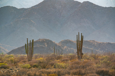 Mexico Baja California Desert Scene, Bahia De Los Angeles Areaの写真素材