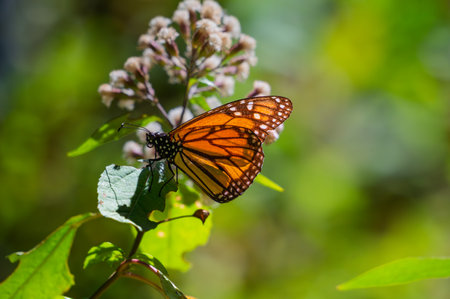 Male Monarch Butterfly Feeding on White Flowers in Temascaltepec, Mexico