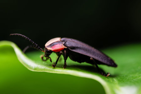 Colorful Mexican forest cockroach, Rochaina Mexicana, in the Veracruz jungle