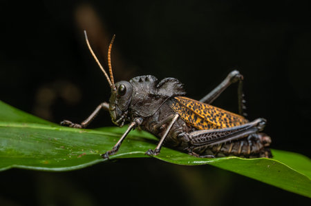 Centurio Grasshopper, Taeniopoda centurio, in montane cloud forest of Northern Puebla in Mexico