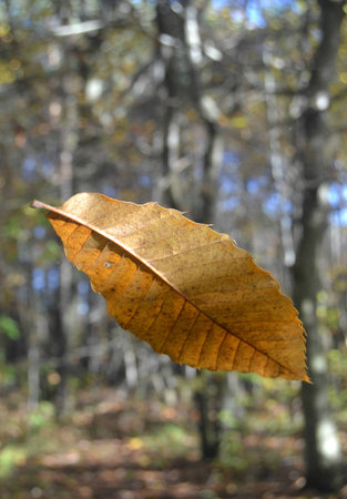 Leaf