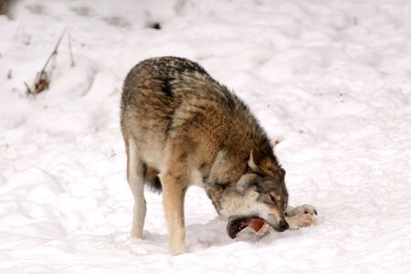 a lone wolf eats snowの写真素材
