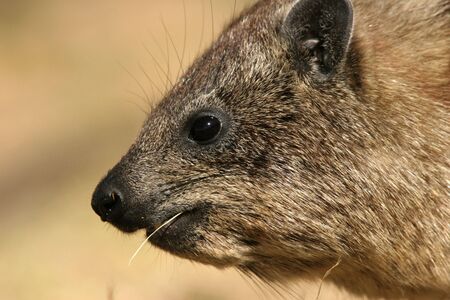 portrait of procavia in the serengeti national parkの写真素材