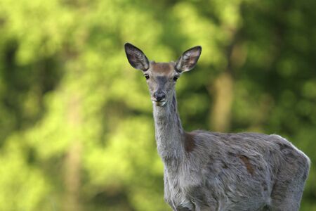deer in the meadowの写真素材