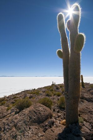 the sun hides behind a cactus in the Salar de Uyuniの写真素材