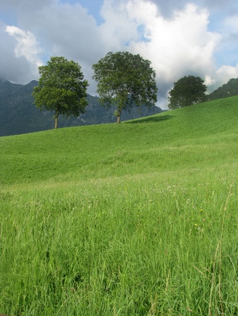Image of two trees standing on the top of a hillの写真素材