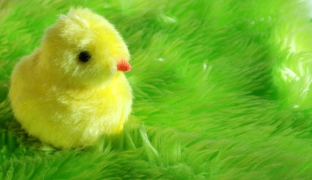 Image of a plush chick on green backgroundの写真素材