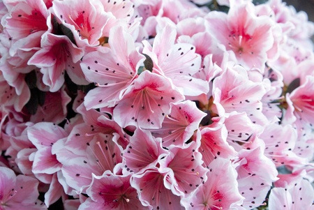 Blossoming of azalea pink flowers  background の写真素材