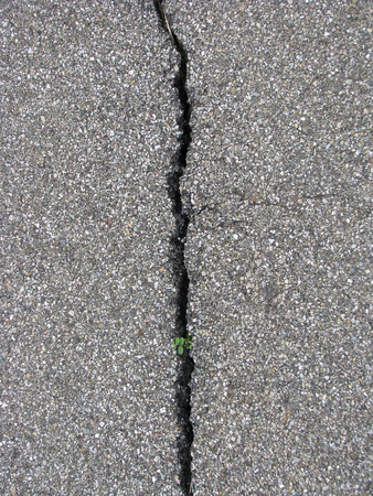 Sprout break through cracks in asphaltの写真素材